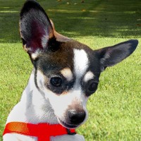 Bolt Donnelly Bolt has been miserable ever since he abruptly moved from Boston to Oxford