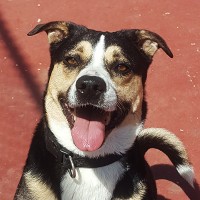 Champ Guyton Champ loves to play and spend time with his human, Franklin