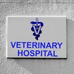 Veterinarian canvass