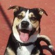 Champ Guyton bio