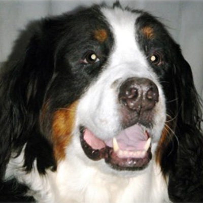 Taz Wilson